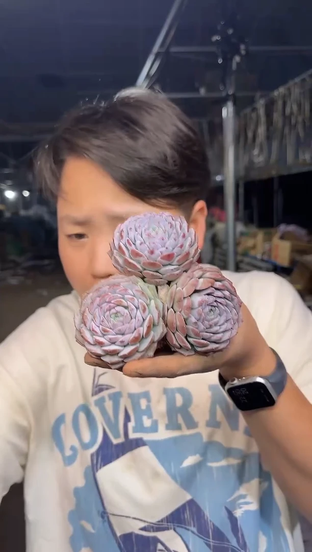 恩宠3颗  5