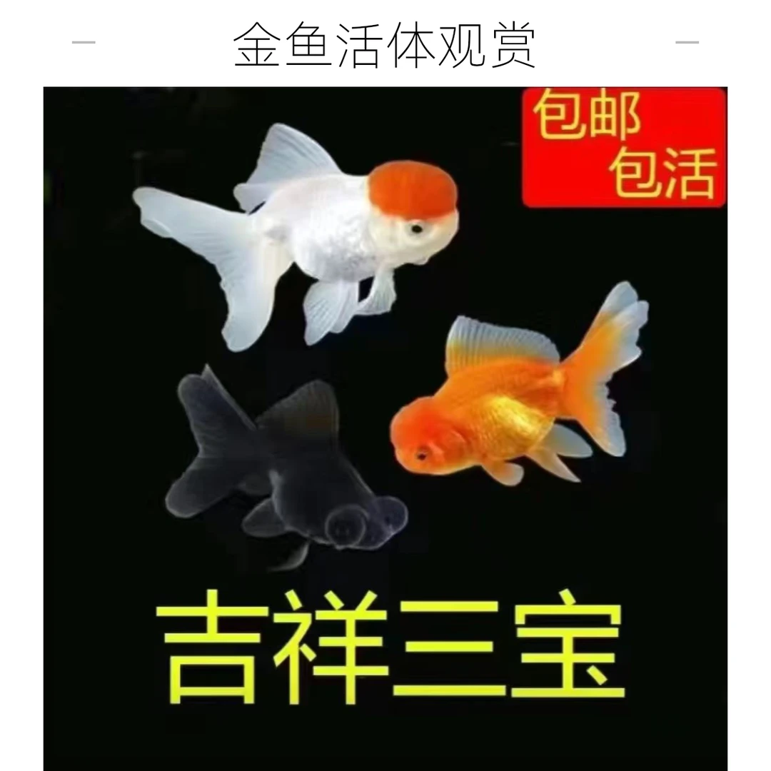 鱼冷水好养耐活中小型活鱼包邮冷水鱼活体鱼国狮鹤顶红淡水观赏鱼