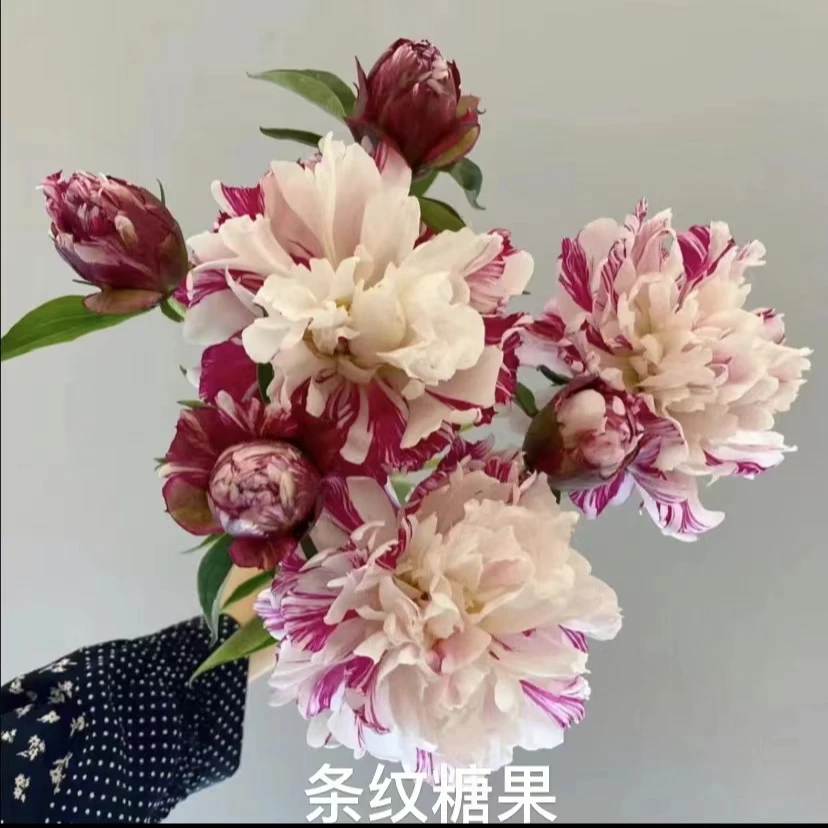 （带盆栽好发货）芍药分株花苗大花浓香千层重瓣芍药耐寒耐热花卉