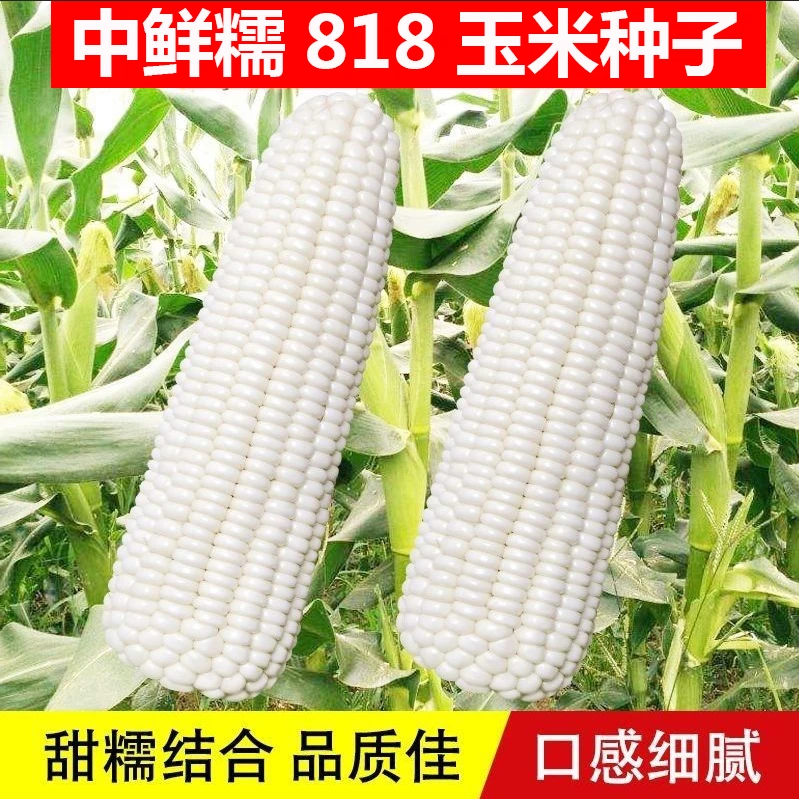 白甜糯玉米种子甜糯玉米种子杂交玉米白玉米国审玉米种子