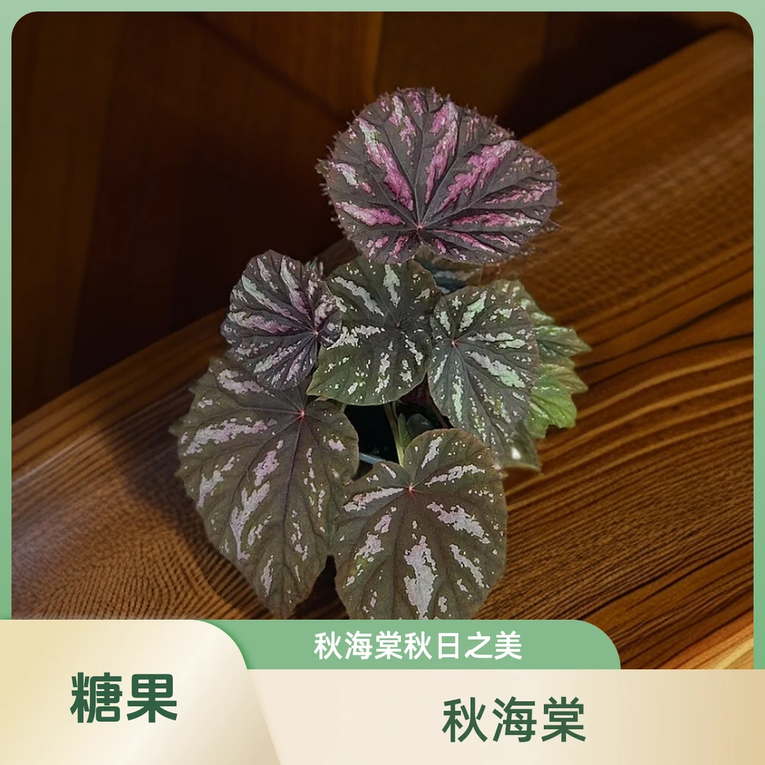 糖果 秋海棠热植 网红秋海棠新手必备不包叶损《两单包邮》