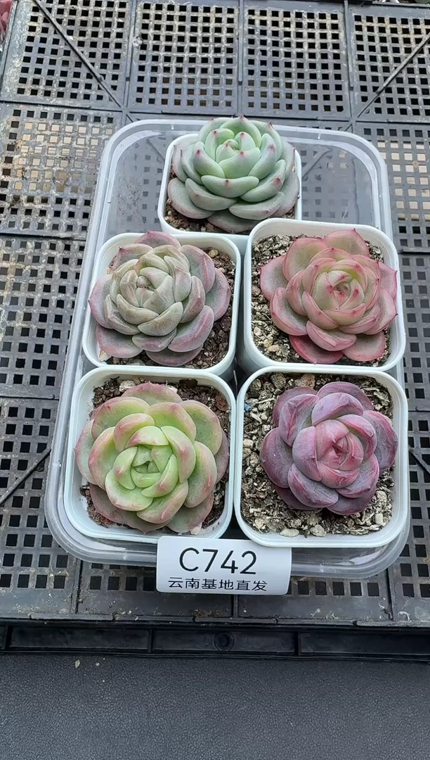 珍妮杂交多肉C742