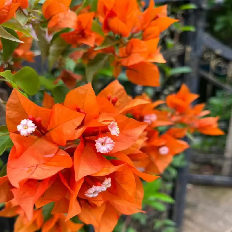 【橙桑巴】一物一拍 三角梅运输途中可能会有掉花掉叶 介意慎拍