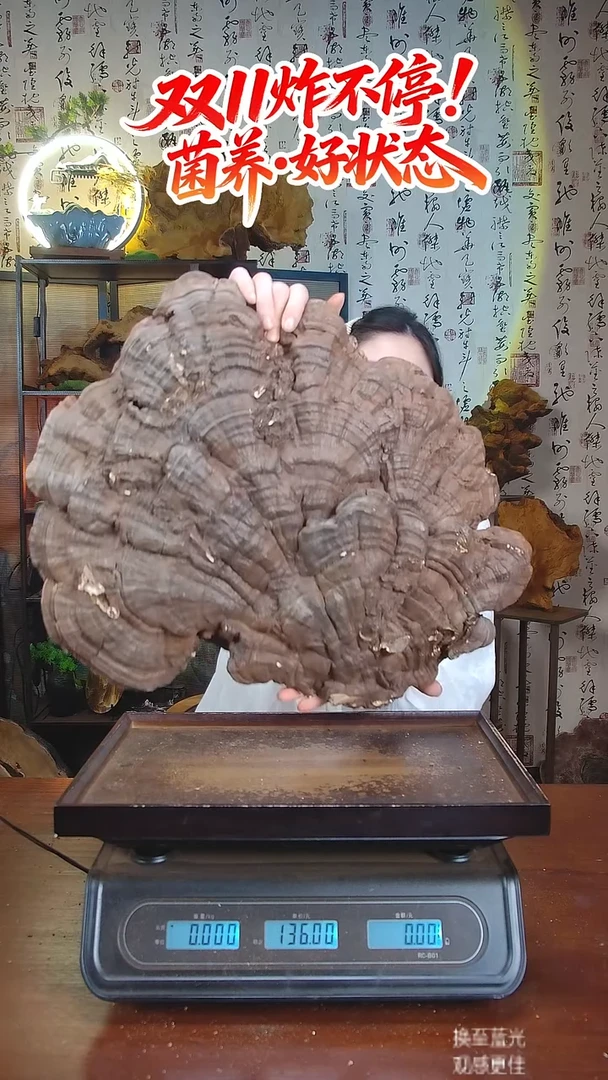 平盖灵芝中国大陆【藏区 野生】树舌灵芝（4.29斤）40-50年份