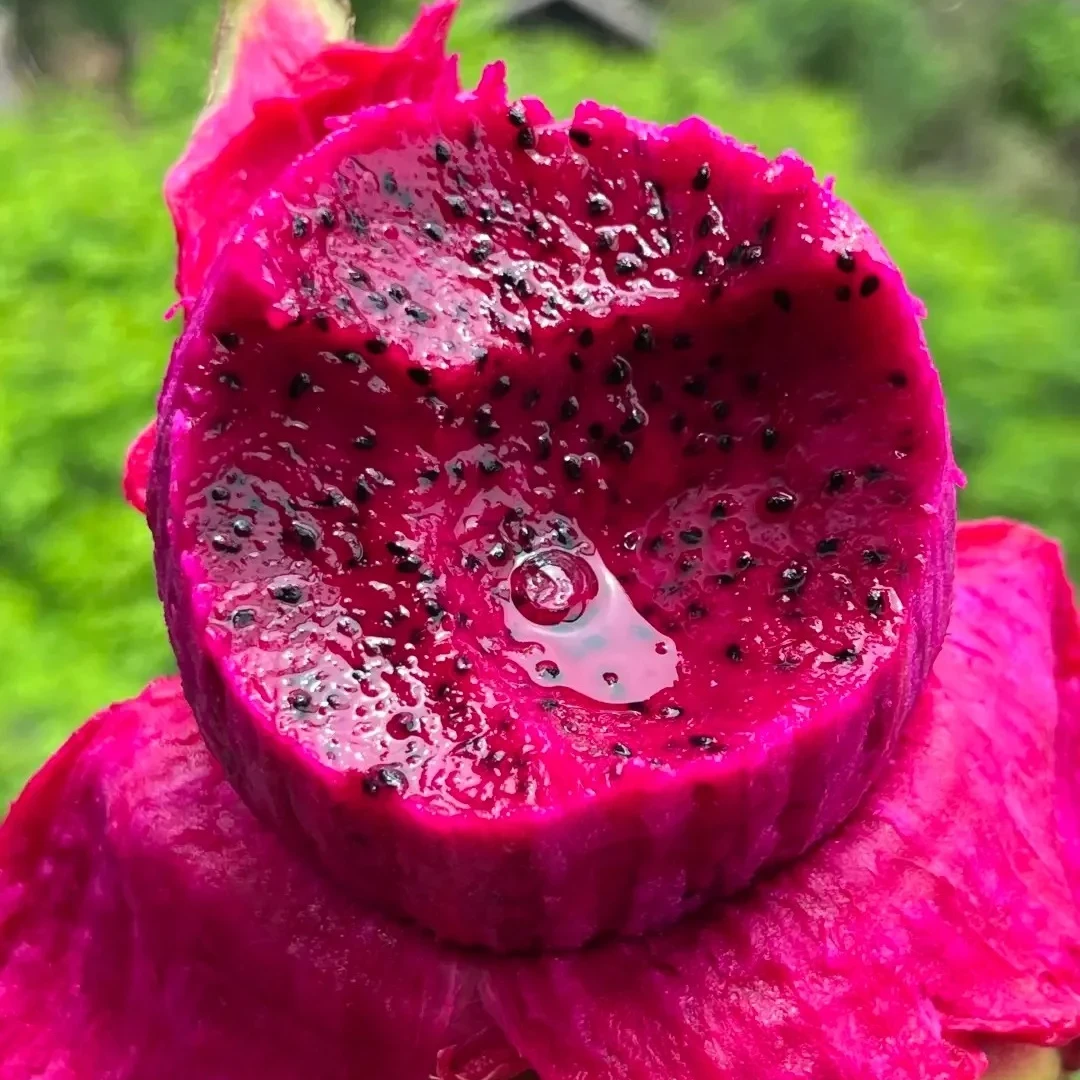 【现摘现发】A红心火龙果现摘当季皮薄肉厚多汁清甜爽口产地直发