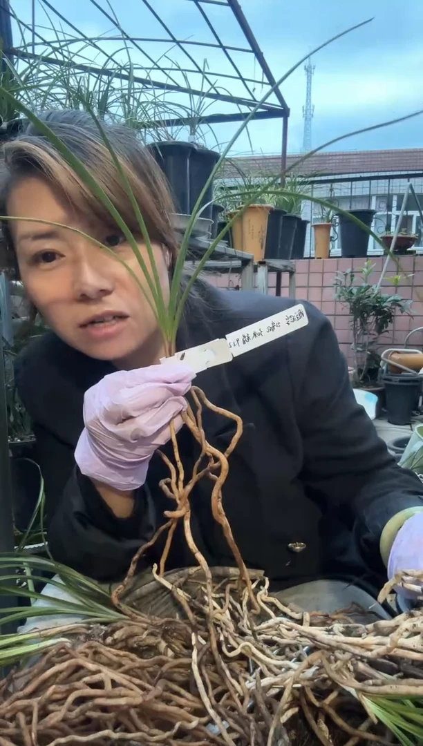 当前无花朵，栽培后可花朵惠兰红香妃老苗