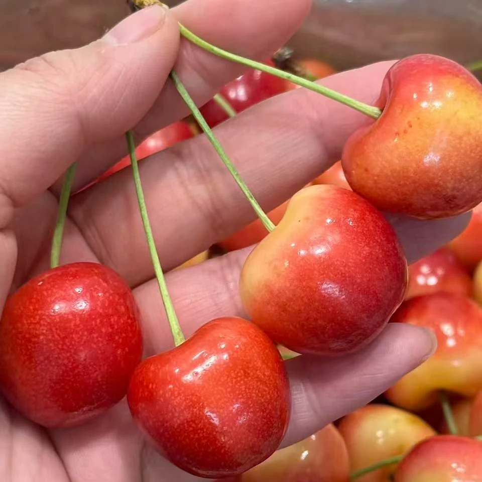 智利空运雷尼尔黄金车厘子脆甜1-4斤J-4J顺丰内附果径卡