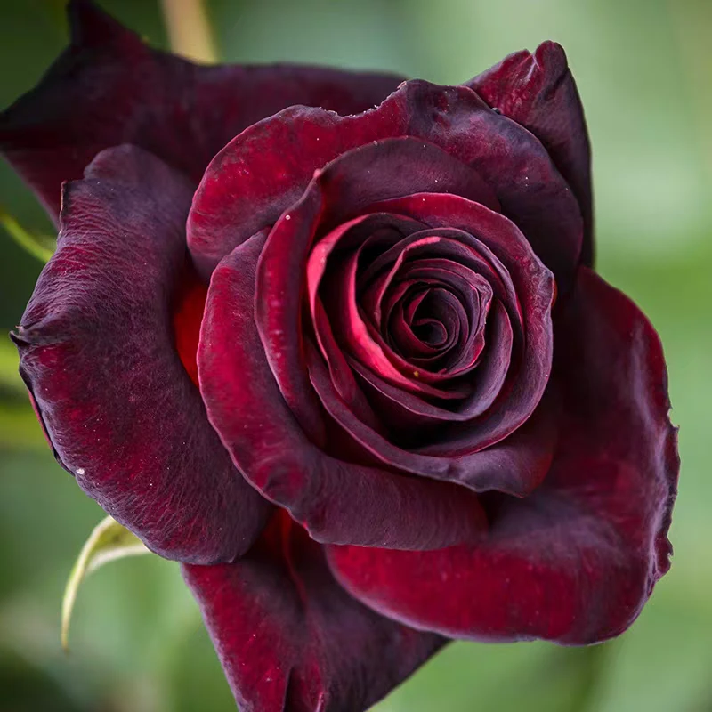 【珍藏版开播价】玫瑰花苗大花四季开花卉盆栽月季花月季耐寒植物