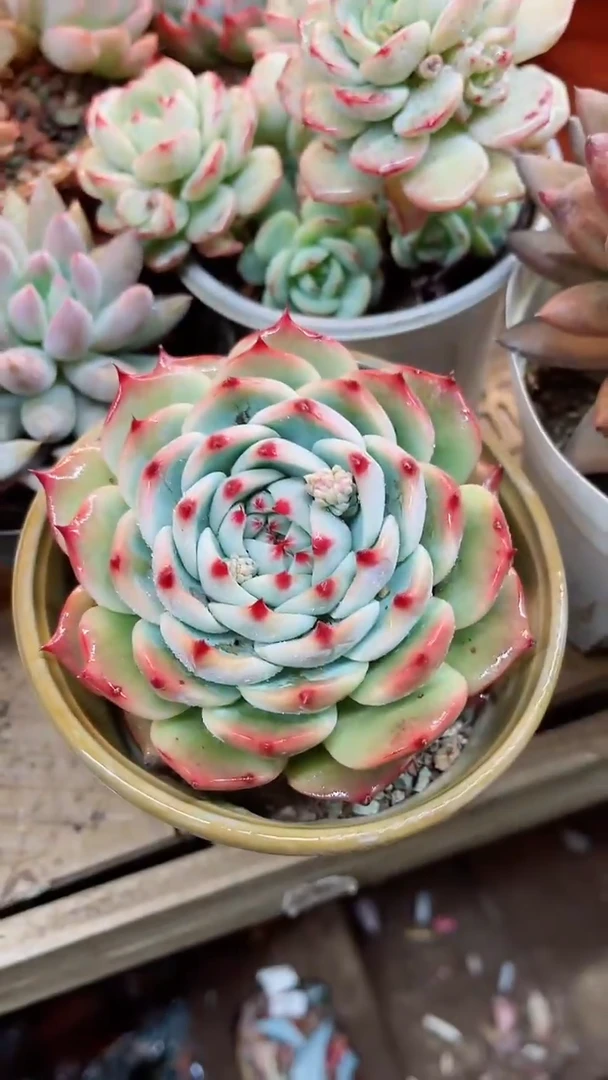 【闪购商品】18047