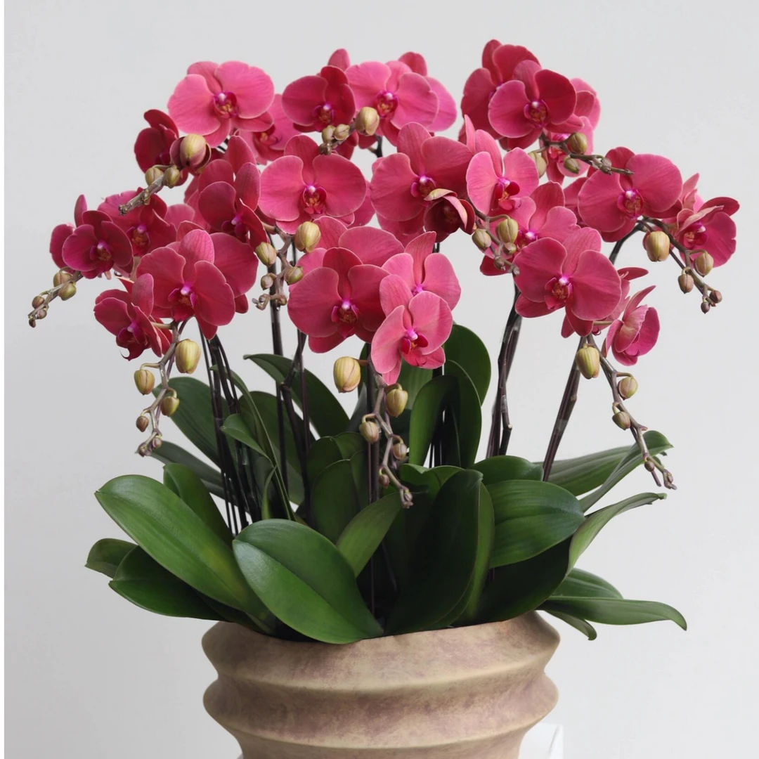 （和鸣-砂糖桔）蝴蝶兰3.0寸成熟苗 无花剑 今年苗少