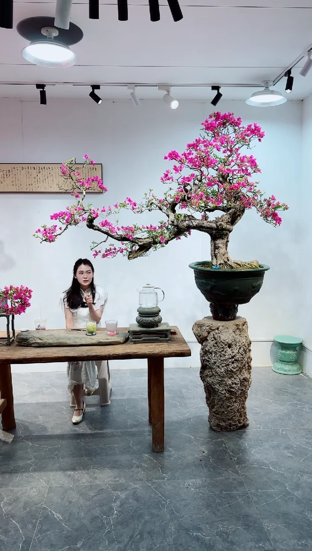 无花朵会****?三角梅老桩盆景