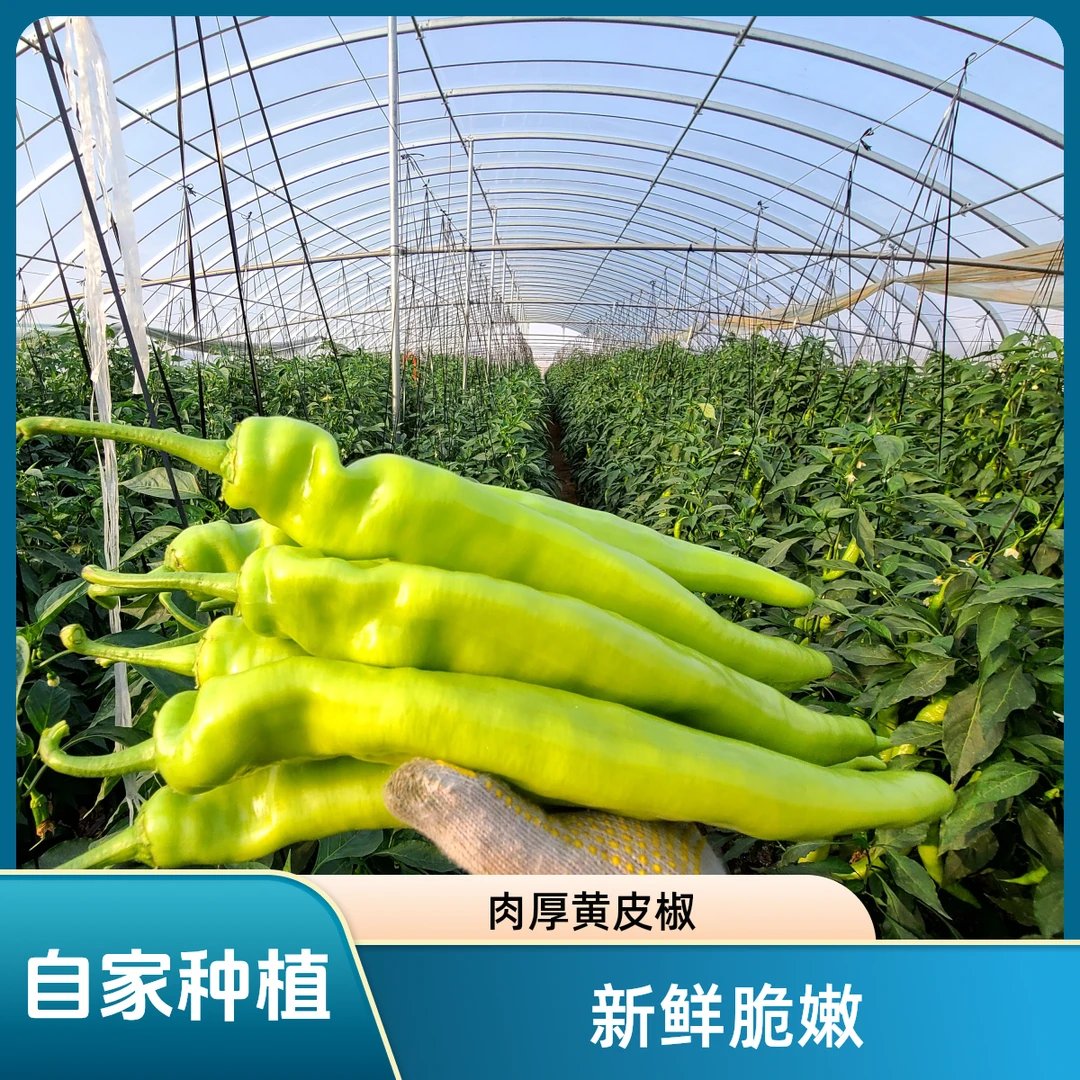 【现摘现发】自家种植精品黄皮椒尖椒【微辣不辣】3-5斤泡沫箱包邮