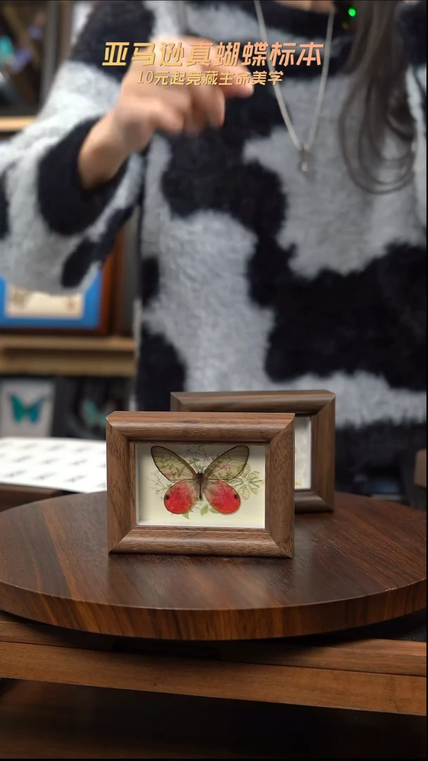 冰箱贴标本摆件d592