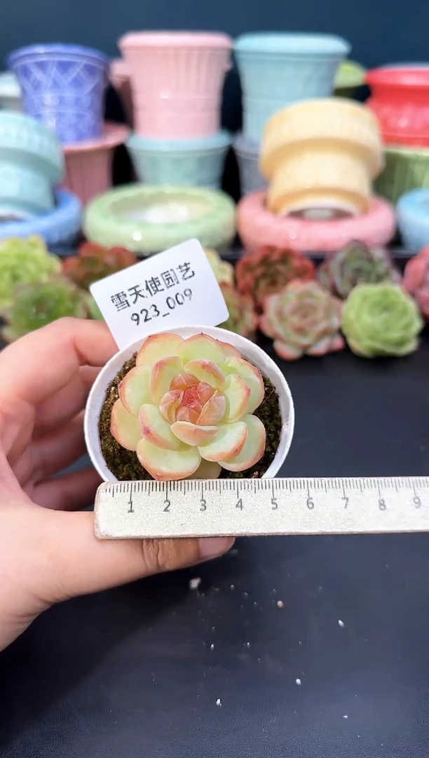 923-009青山（冠幅5cm）