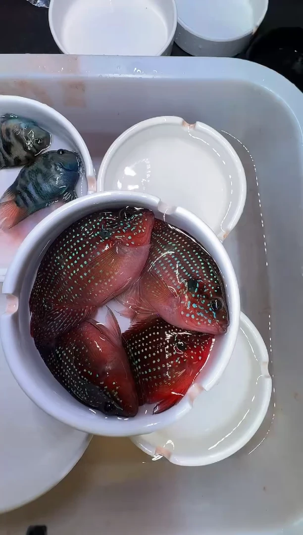 红宝石鱼2对红宝石