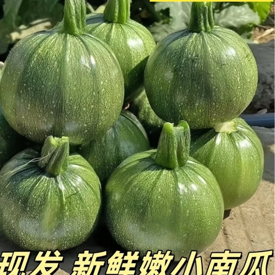 小南瓜绿皮新鲜青皮嫩瓜农家自供小圆瓜西葫芦洞庭湖长寿之乡贝贝