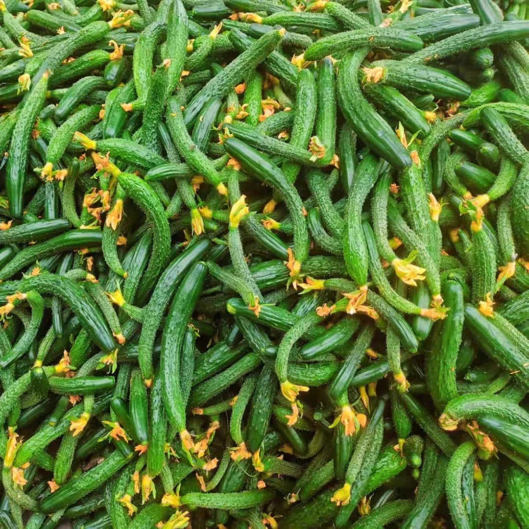 山东小黄瓜新鲜黄瓜现摘现发3斤5斤包邮农家自种腌制咸菜