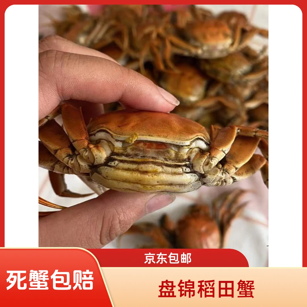 【活蟹】 盘锦河蟹 稻田蟹母蟹1.3-1两/只17-30只左右2斤3斤装