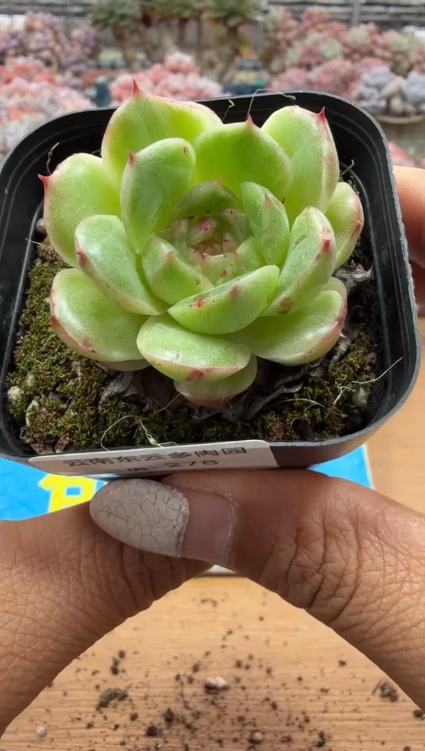 东云多肉园二店-278