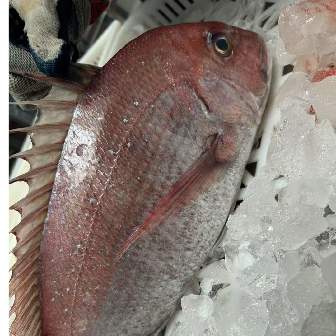 山东石岛本地纯野生加吉鱼真鲷鱼3斤以上一条