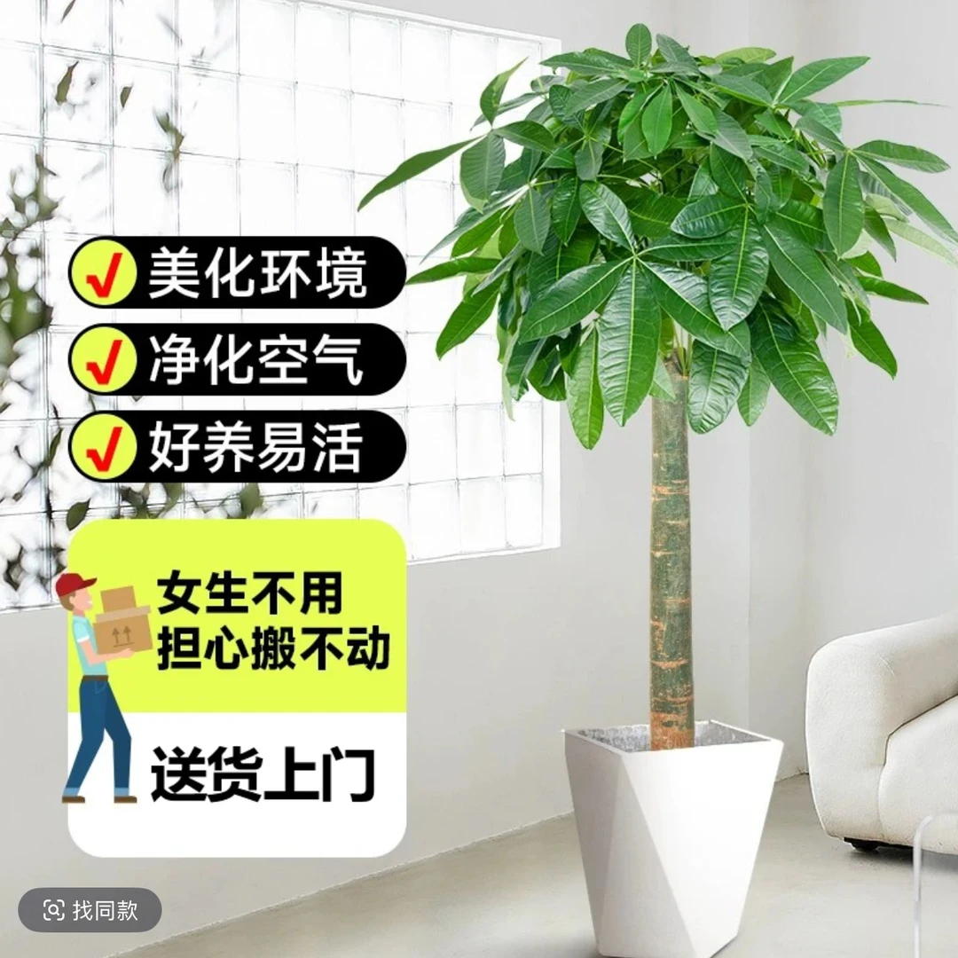 （送货上门）1.3-1.5米整体高度独杆发财树乔迁送礼客厅落地大绿植