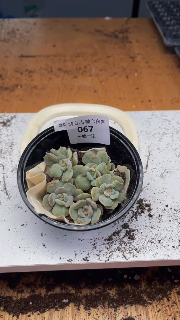 067多肉植物多肉植物