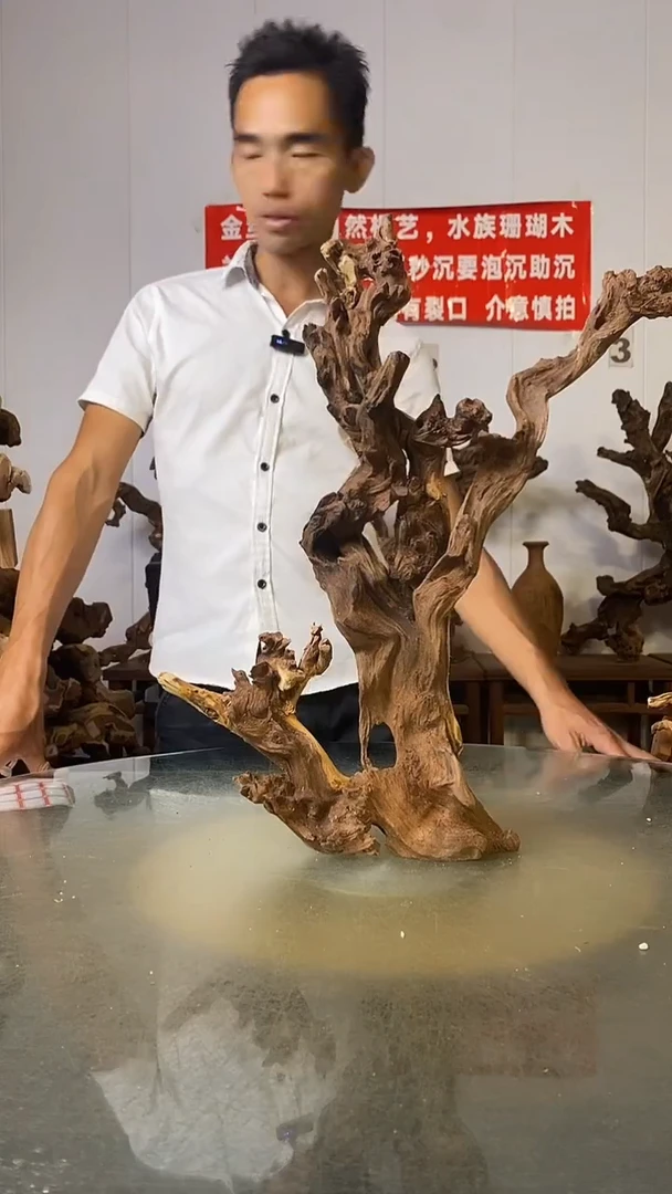 香榧木松**主金丝红木   羊蹄甲
