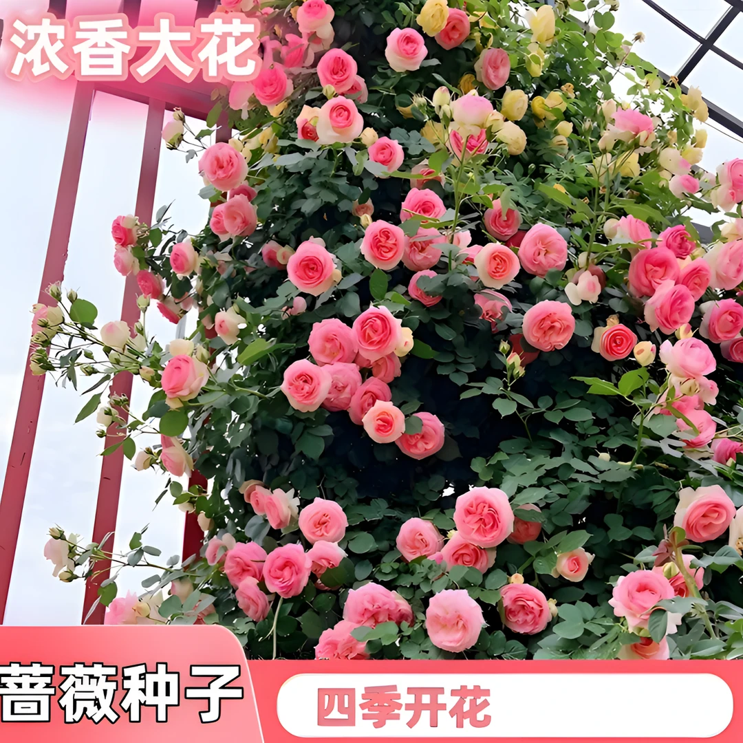 爬墙蔷薇和爬墙月季玫瑰四季开花小院室内花卉盆栽月季种子