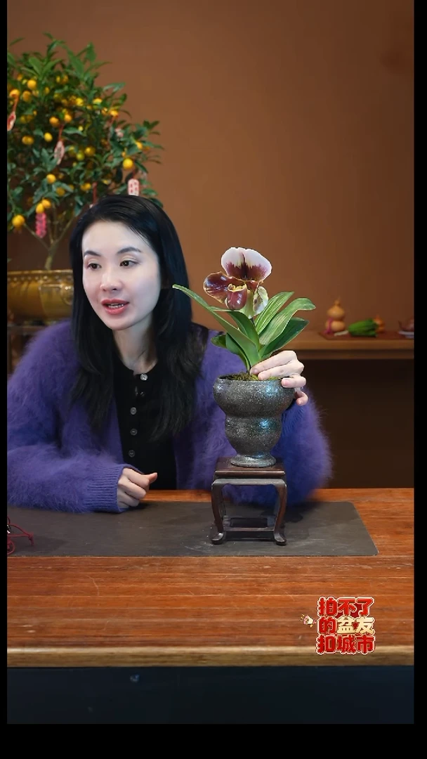 全部花朵红肉饼葫芦盆