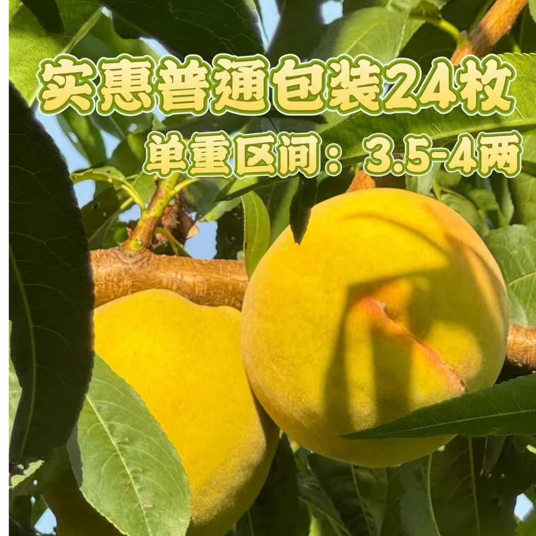 普装顺风24枚10斤大果湖北三湖锦绣黄桃现摘现发顺丰包邮