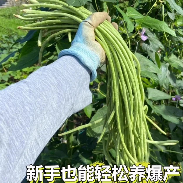 蔬菜苗豇豆苗秧苗带土长豆角苗盆栽