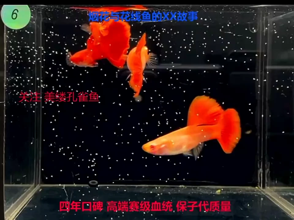 孔雀鱼超大背全红2对