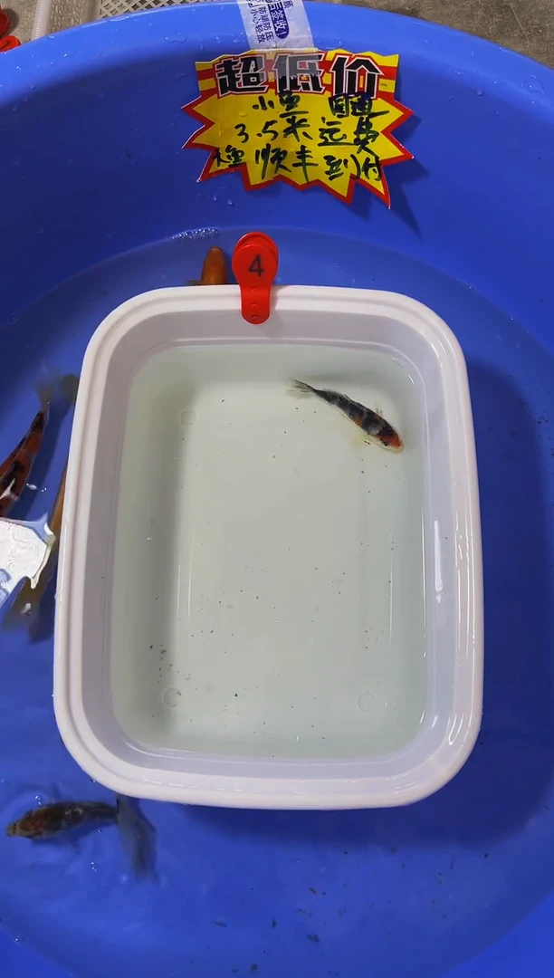 锦鲤活体二号链接