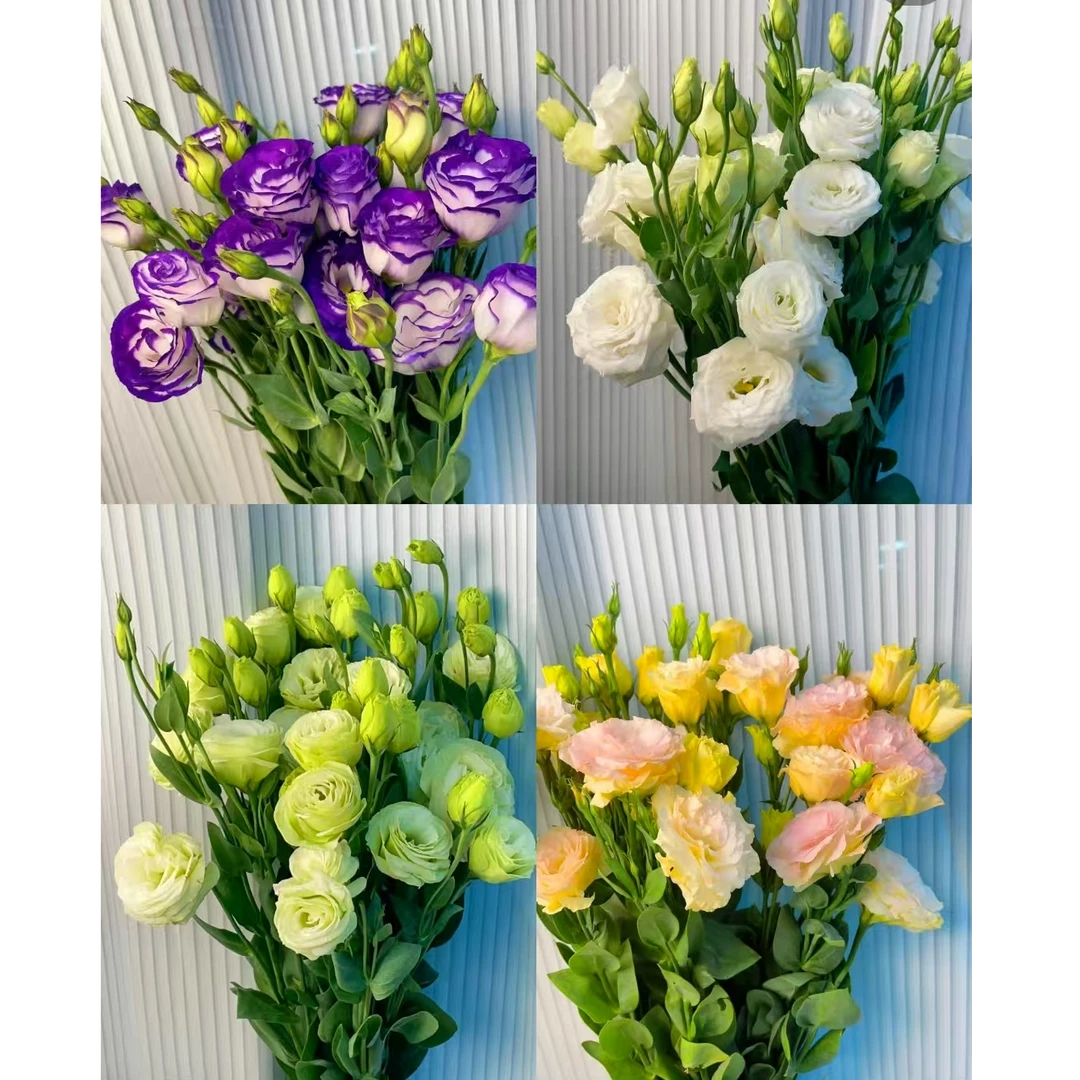 【洋桔梗鲜切花】云南直发 基地采摘不分等级