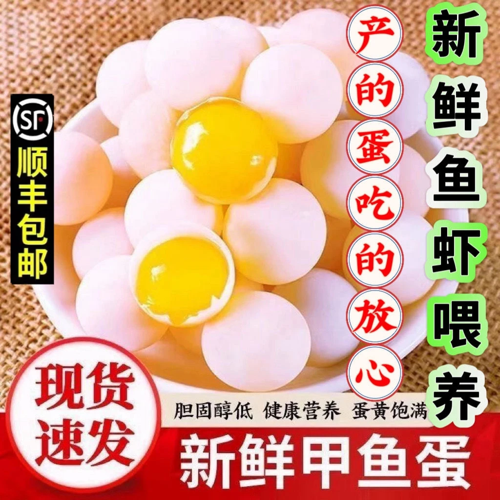 【火娃家新鲜甲鱼蛋】100枚送20枚送卤料包送食谱新鲜现挖顺丰包邮