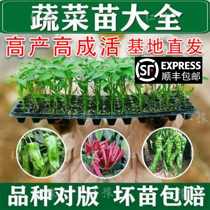 优辣椒苗薄皮椒线椒螺丝椒小米辣椒牛角椒源头基地易种易活