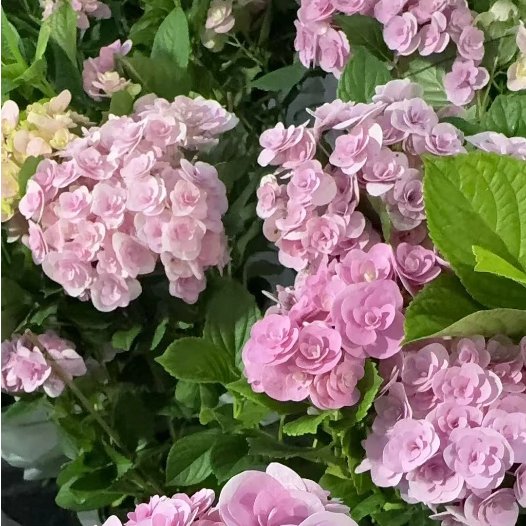 【中昌基地】【妖精之吻】绣球150盆