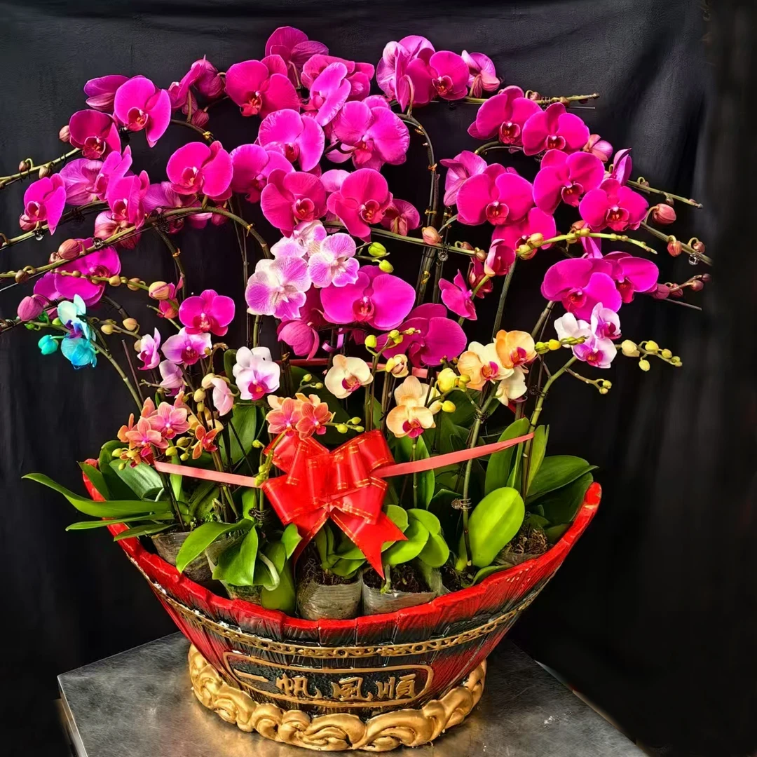 大船蝴蝶兰20多颗组合盆栽高度约1米全家福蝴蝶兰马卡龙大气年宵