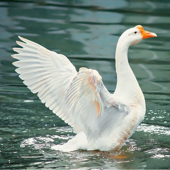 【产蛋王百子鹅】（公母任意挑选）奉祀福利宠物百子鹅长得大下蛋多鸭