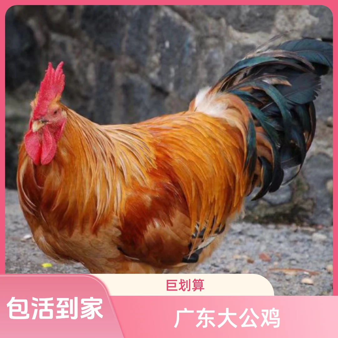 正常跑山鸡广东大公鸡养足280天宠物鸡