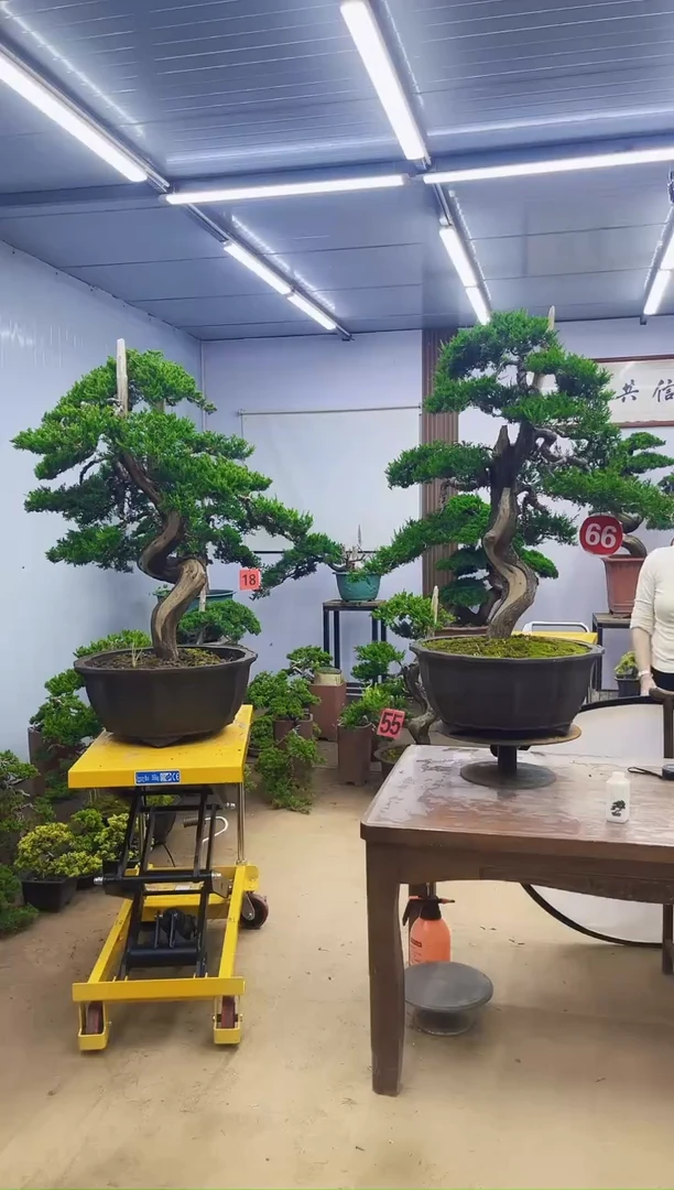 无花朵梅*华0000000000000