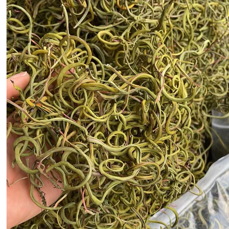 雪地黄金草化石草精茶孢子多肾精草泡水喝100g
