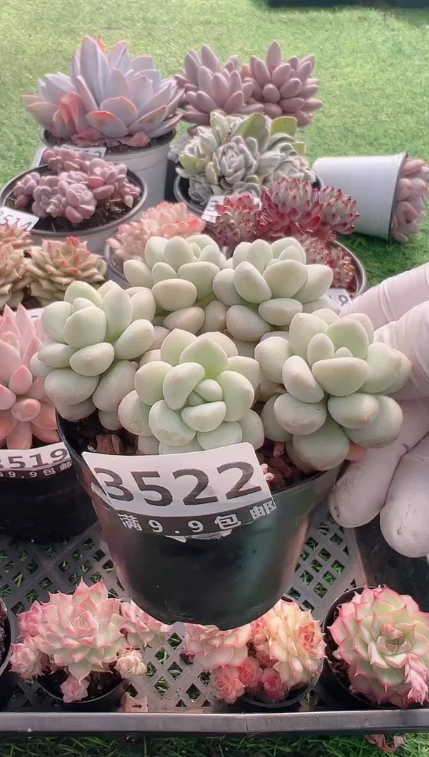 【闪购商品】信福多肉一物一拍