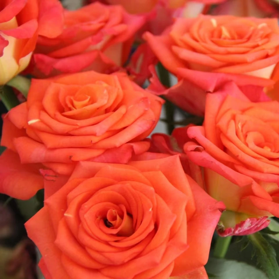 老磨盘【小调】月季