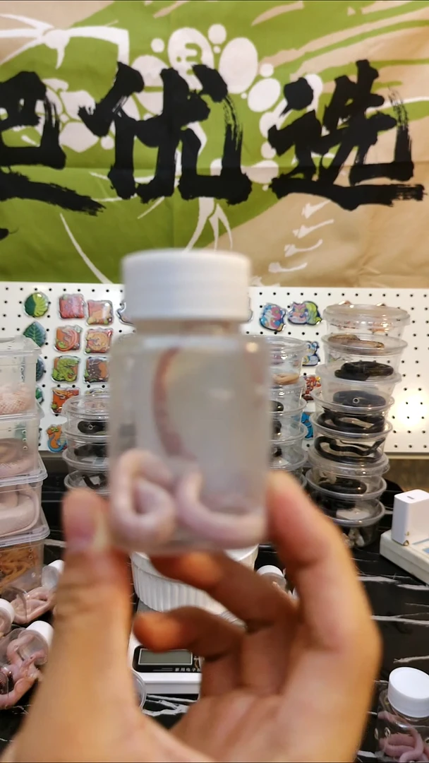 雨林蝎汉*?珊瑚雪白弟弟