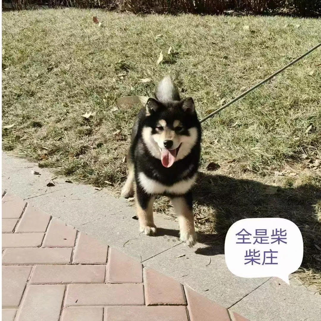 全是柴豆柴庄活体狗【直播间】赤柴黑柴白柴豆柴犬小体柴犬幼柴