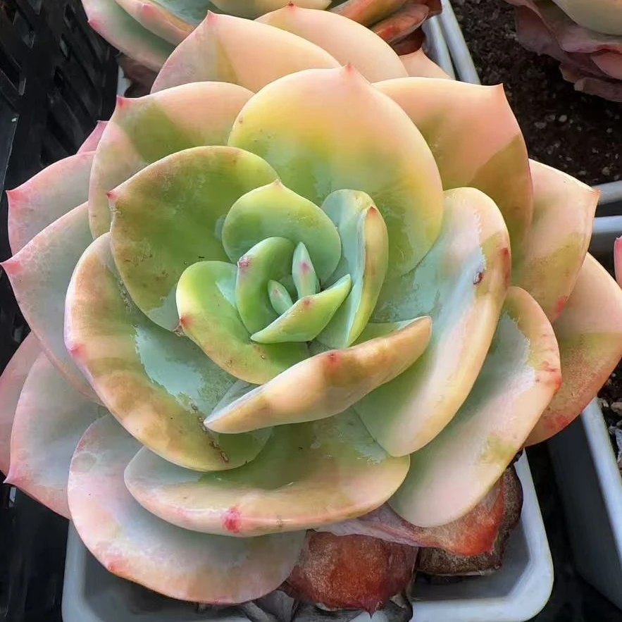 母本白凤锦单头（9cm）脱土金先生精品多肉