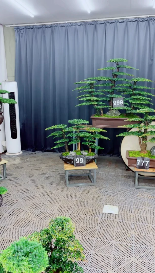 无花朵K****线盆景....99