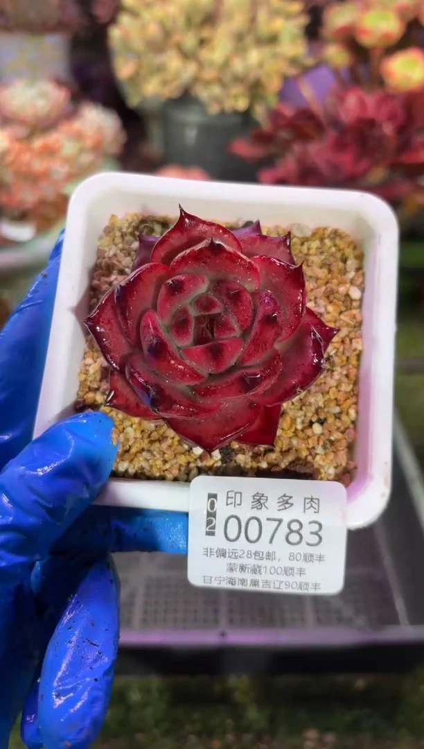 【闪购商品】00783