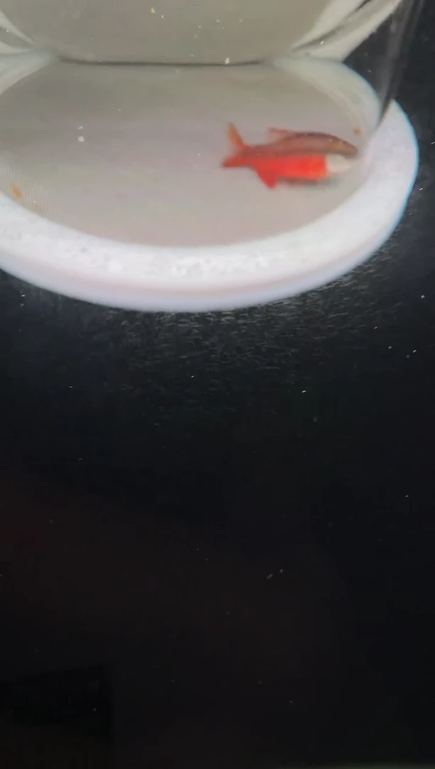 灯科鱼L**115-26 D27超红3.5cm左右（不包黑点）1条